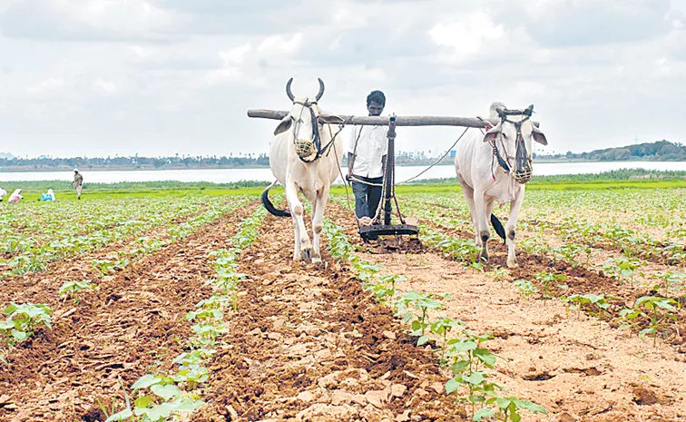 The plan for this years Kharif crops has been finalized