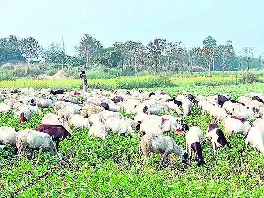 సీజనల్‌ వ్యాధులపై అప్రమత్తత తప్పనిసరి 