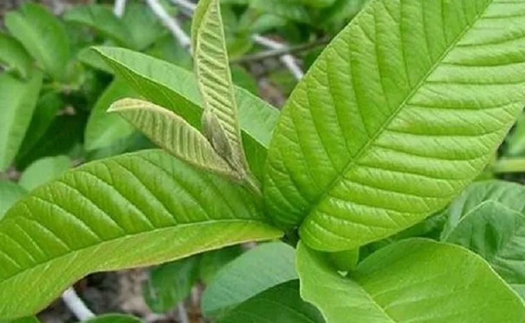 check these amazing benefits of Guava Leaves