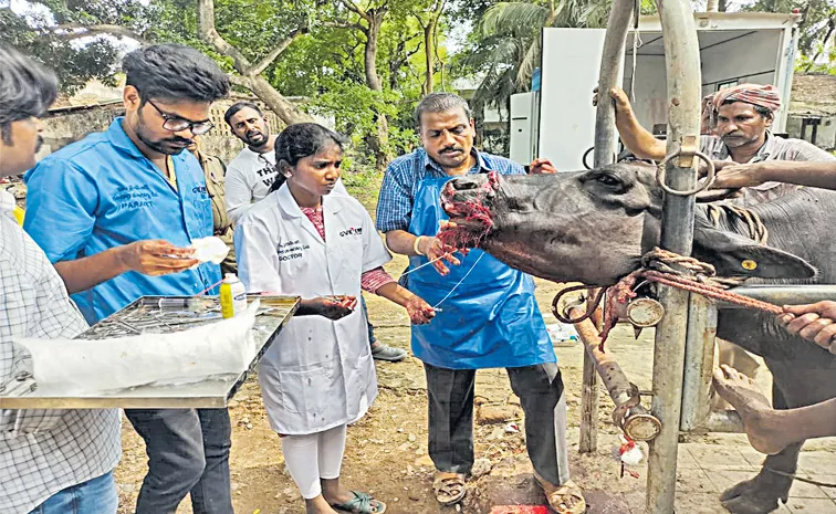 ఎన్టీఆర్ జిల్లాలో ప్రమాదవశాత్తు గాయపడిన పశువుకు చికిత్స చేస్తున్న దృశ్యం   