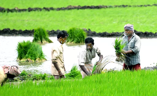 Agriculture Officials Advise Farmers To Take Precautions In Buying Seeds