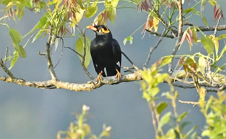 All About Bird Mimics and Mimicry wites  Janaki Lenin