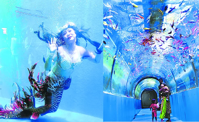 A mesmerizing underwater mermaid show