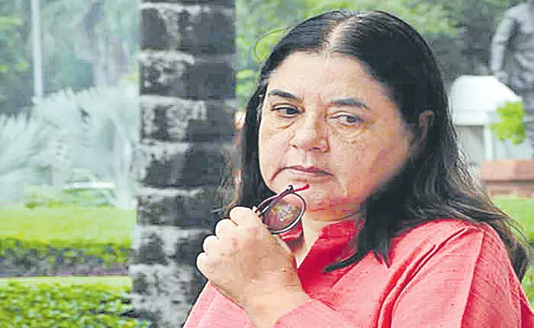 Lok Sabha Election 2024: Chhoti Bahu Maneka Gandhi fights lone battle in Sultanpur