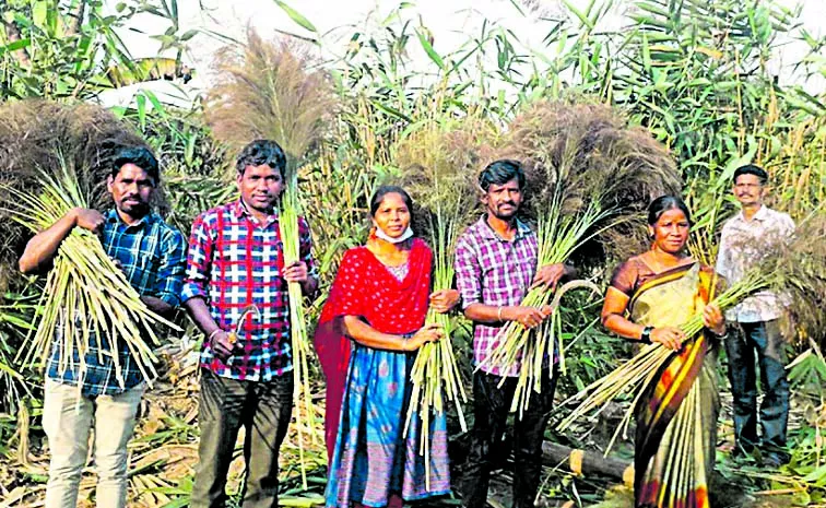 cultivation of broom grass in hilly areas