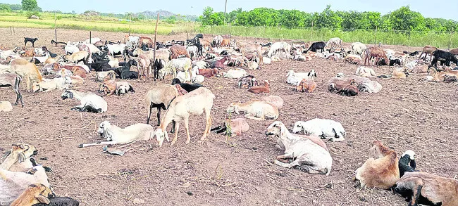 సేంద్