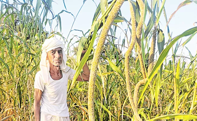 Hanuman Ram A Rajasthani Farmer Growing Tall Sajja Sulkania Bajra