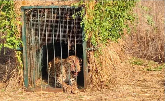 Operation Leopard Success At Hyderabad Airport