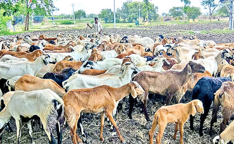 Sheep Distribution Scam:  Animal Husbandry Department CEO Arrest