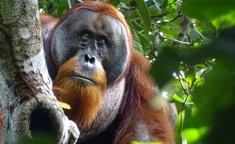 world first Orangutan seen treating wound with medicinal plant