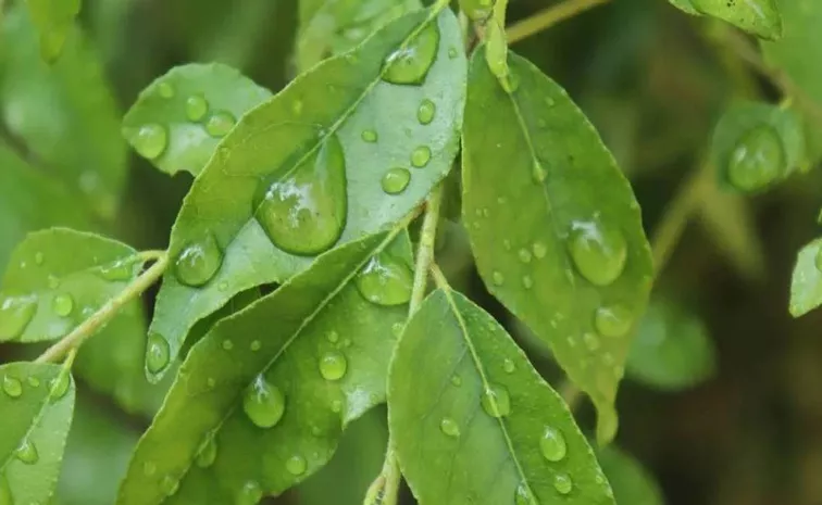 Curry Leaves On Empty Stomach check these Health Benefits