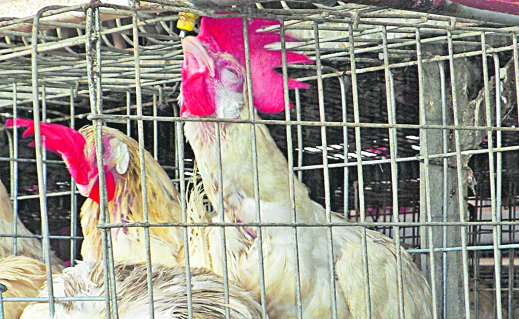 In the last three days the loss to poultry is crores