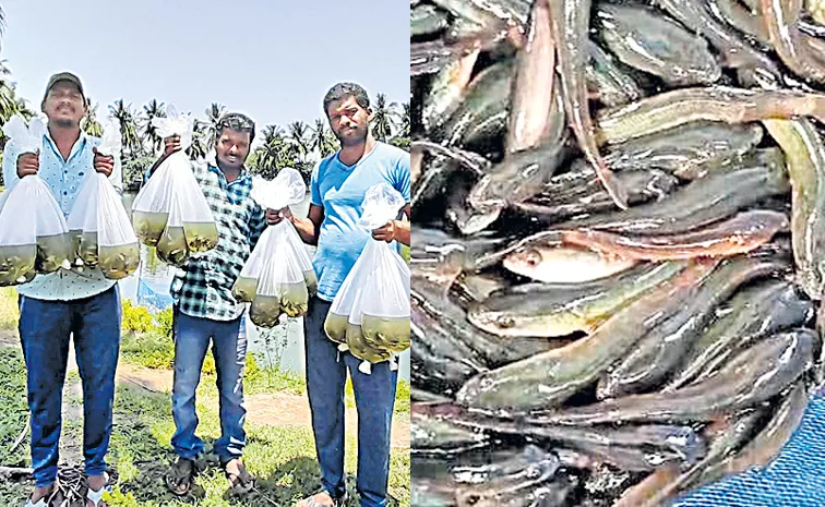 Kolleru Korraminu is a fish prasadam