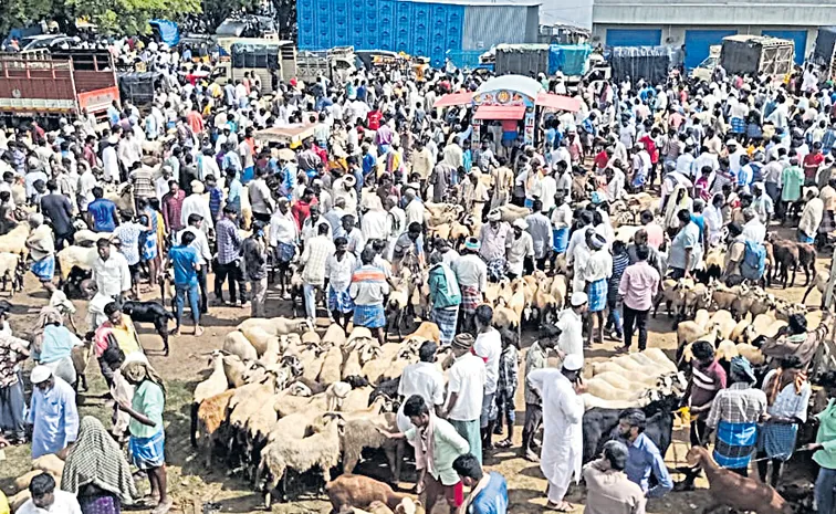 Bakreed lambs are in high demand