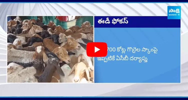 ED To Investigate Sheep Scam In Telangana