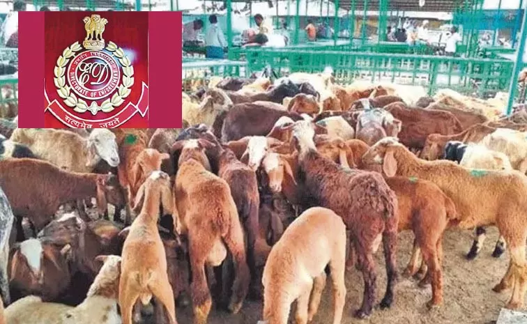 ED Investigation On Sheep Distribution Scam In Telangana