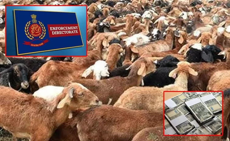 ED Officials Investigating On Sheep Distribution Scam In Telangana