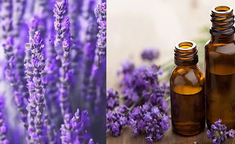 Aromatic Lavender oil  flowers and health benefits 