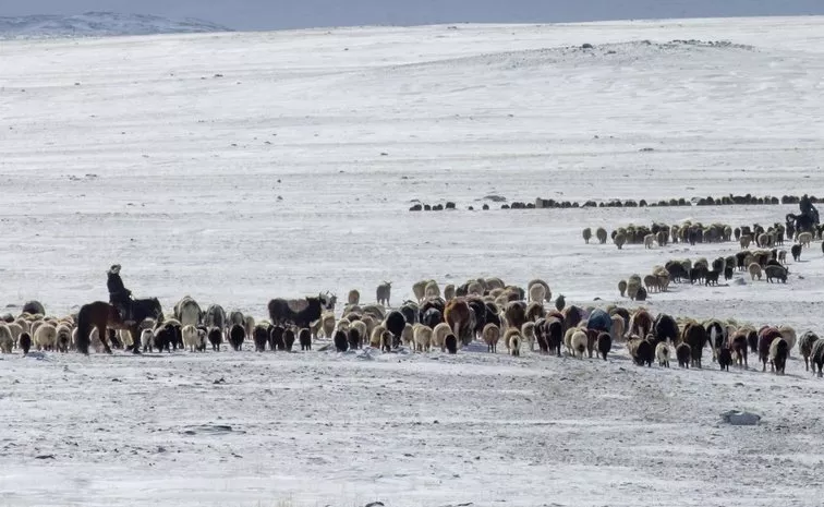 Natural Calamity Causes ​Huge Loss To Mongolia