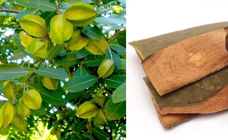 Arjuna Tree Bark  amazing Benefits  and Uses 