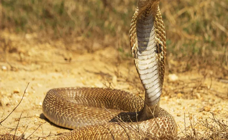 Get Protection From Snakes With The Smell Of Certain Types Of Things