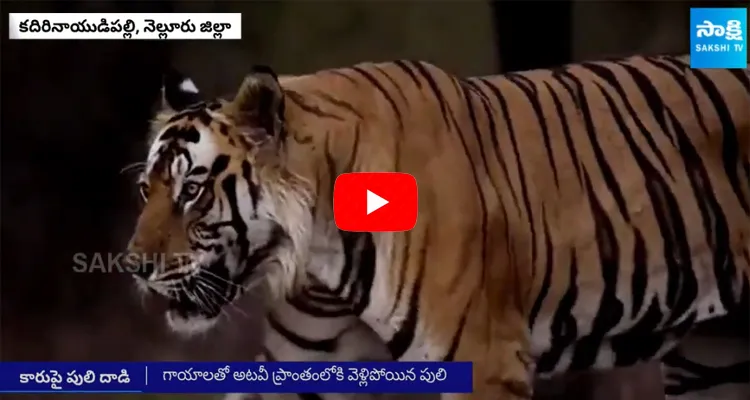 Tiger Attack On Car Kadirinenipalli, Nellore District