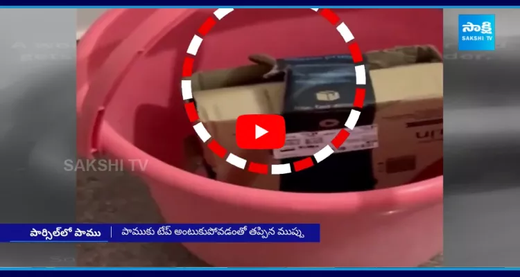  Bengaluru Couple Finds Cobra In Amazon Package