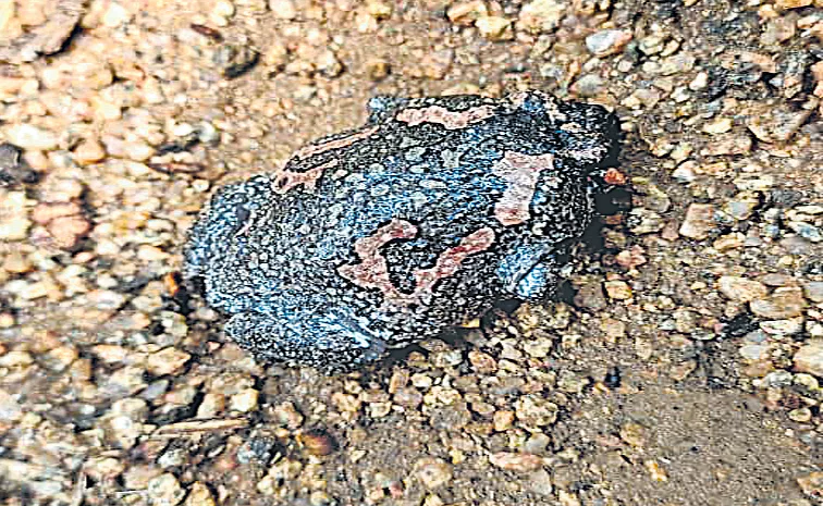 ndian Painted Frog in Kawal Tiger Zone