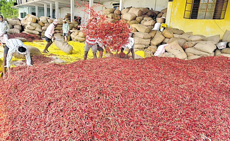 Chilli exports which have not yet started