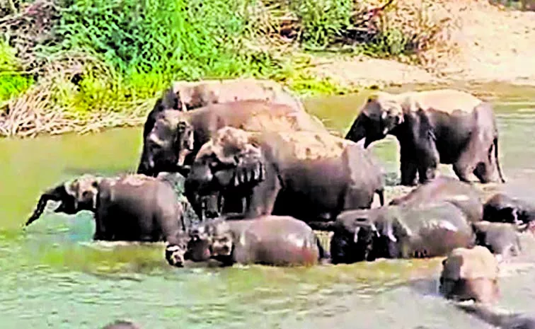 Census of Elephants: Andhra Pradesh