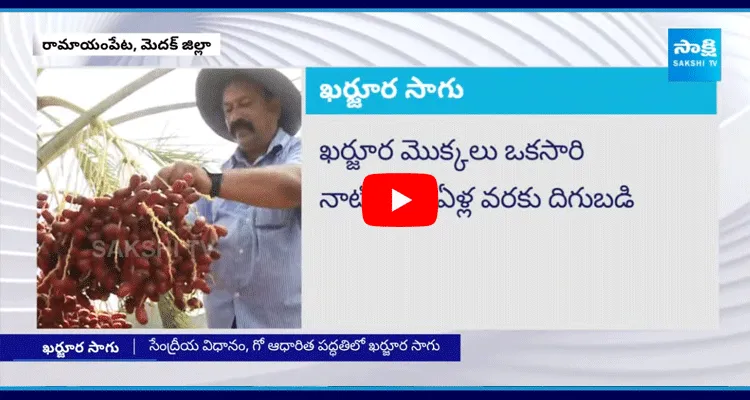 Dates Farming In Medak District 