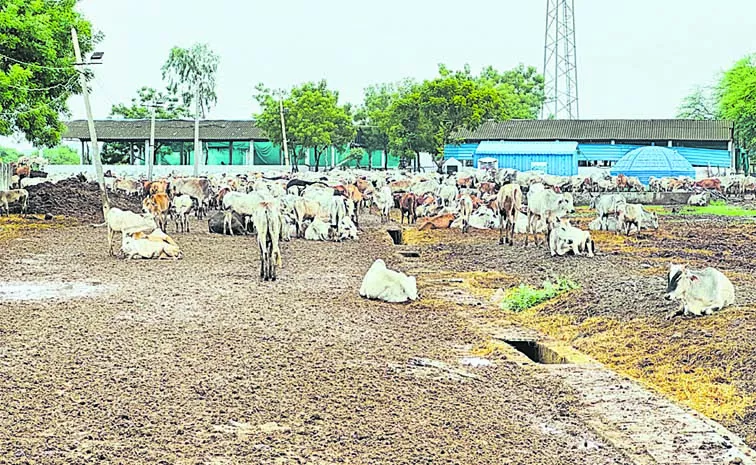 Rajanna temple Cows are outdoors in sun and rain