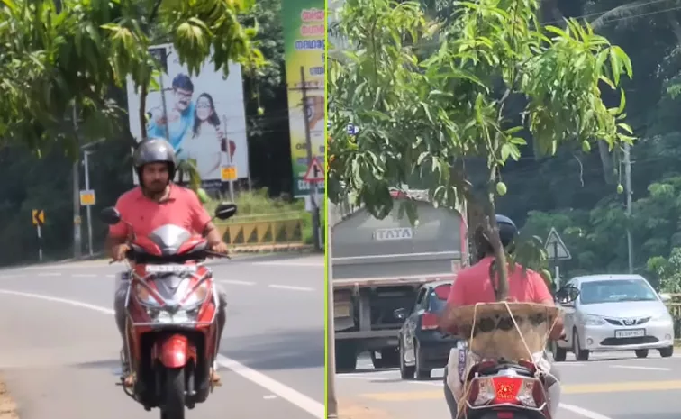 Mango Tree On The Vehicle Viral Video On Social Media Instagram Account