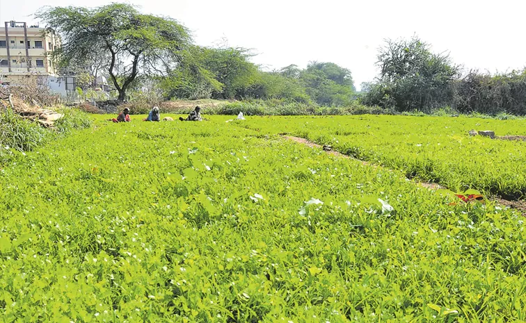 Cultivation With Polluted Water Is Bad For Health Guest Column Special Story