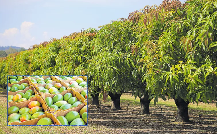 Special Conference On Biochar Use In Mango Cultivation