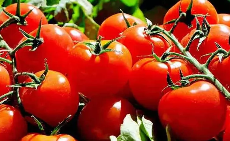 Tomato price skyrocketing check these  easy substitutes