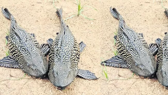 Ghost Fish In Akeru Check Dam at Bhadradri