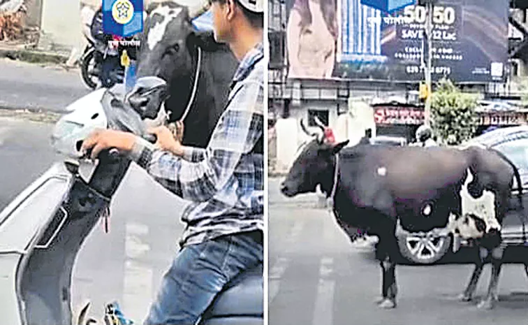 Cow waits patiently for traffic light to turn green in Pune