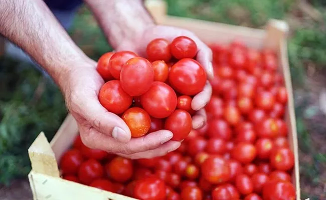 tomato prices increase