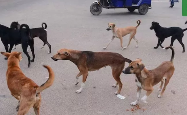 Hyderabad Dog Attack