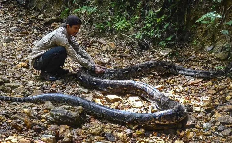 Missing Indonesian Woman Found Inside A Python