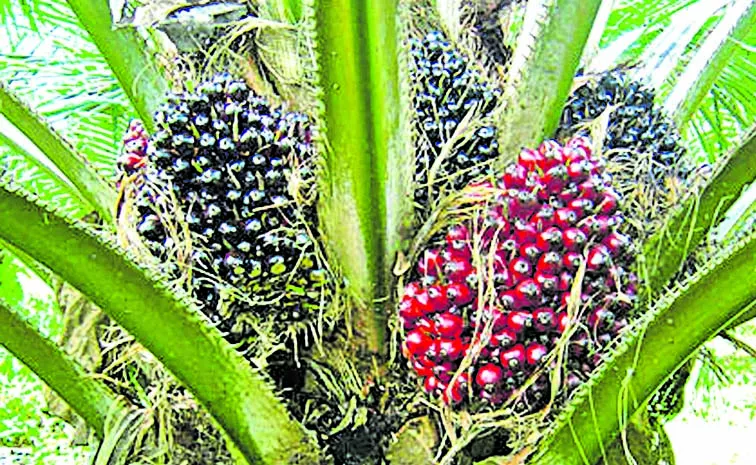 Andhra Pradesh is leading in oil palm cultivation in the country