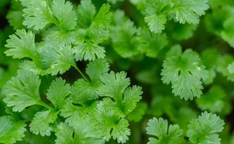 How to grow Coriander in home balcony  in small container