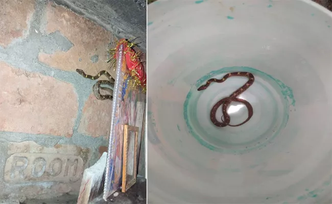 Snake Bites Bihar Woman Husband Takes Her And Reptile To Hospital