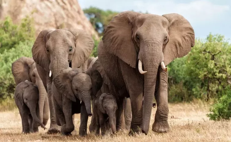 Man on Safari Killed by Elephant After Leaving Car To Take Pictures