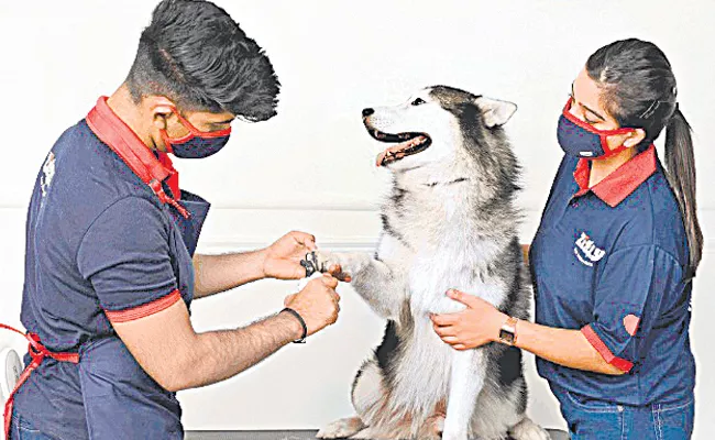 Pet care services In hyderabad