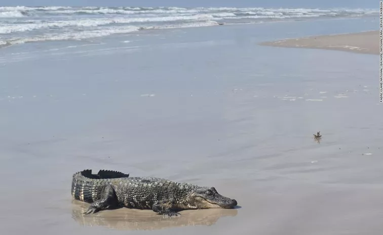 Over 200 crocodiles spotted swimming in Mexico cities