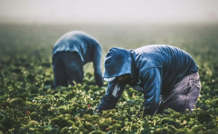 Italy Police says 33 Indian Farm Labourers Freed From Slavery