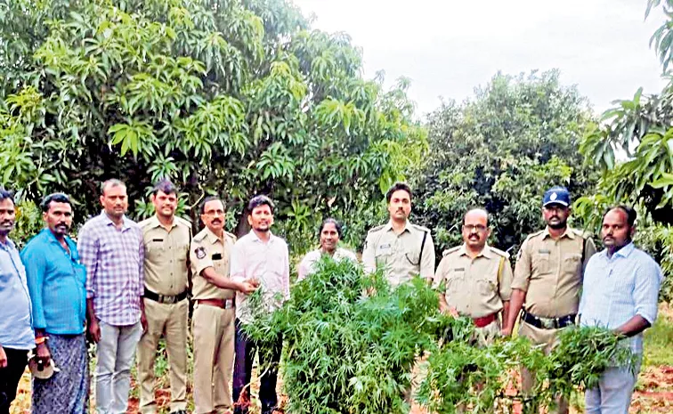 TDP leader cannabis cultivation