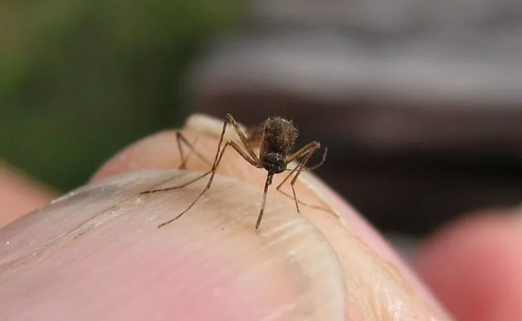 Israel Faces West Nile Fever Outbreak 31 Deaths Reported